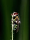 Dead Blow Fly Royalty Free Stock Photo