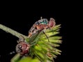 Dead Blow Fly Royalty Free Stock Photo