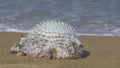 Dead Blowfish Fish