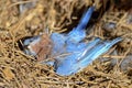 Dead Blue Bird Royalty Free Stock Photo