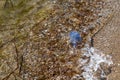 Dead blue jellyfish washed ashore by the wave. The mucous body of the poisonous Rhizostoma pulmo on the Black Sea coast in