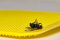 Dead Bluebottle fly on a yellow flyswatter with a white background and copy space. Royalty Free Stock Photo