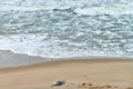 Dead body of bird on polluted beach