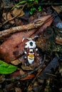 Dead body of bug or insect on the dry wet leaf or branch of tree in the real forest. Royalty Free Stock Photo