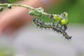 Dead body of the butterfly worm Royalty Free Stock Photo