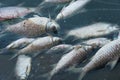 Dead body of fish floating on blue natural water lake environment pollution background Royalty Free Stock Photo