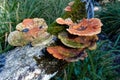 A dead branch in the dense forest near Nature\'s Valley, South Africa, overgrown with mushrooms