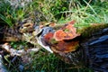 A dead branch in the dense forest near Nature\'s Valley, South Africa, overgrown with mushrooms