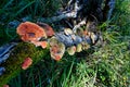 A dead branch in the dense forest near Nature\'s Valley, South Africa, overgrown with mushrooms