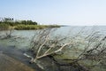 Dead branch at the edge of the lake Royalty Free Stock Photo