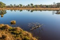 Dead branch reflected perfectly in the mirror-smooth water Royalty Free Stock Photo