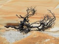 Dead branch in desolate land Royalty Free Stock Photo