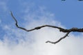 Dead branch on the sky Royalty Free Stock Photo