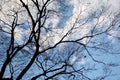 Dead branch tree with the blue sky and cloud Royalty Free Stock Photo