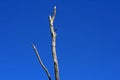 DEAD BRANCHES AGAINST AZURE BLUE SKY Royalty Free Stock Photo