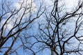 Dead branches In autumn, on the back of the sky, in the winter Royalty Free Stock Photo