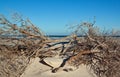 Dead branches on a beach