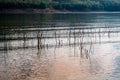 Dead branches of black mimosa immerse in the lake with reflection of orange sunlight and green tree forest on the background.