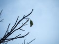 Dead branches The last remaining leaf