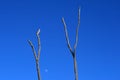 DEAD BRANCHES WITH MOON IN THE MORNING AGAINST THE BLUE SKY Royalty Free Stock Photo