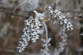 Dead branches in snow