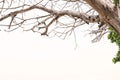 Dead branches on white background with copy space