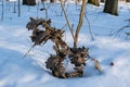 Dead broken oak branch, dry leaf lie on fresh clean snow, winter forest sunset, perspective and deep shadows, outdoor active