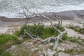 Dead broken tree