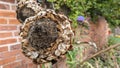 A dried out dead brown artichoke flower