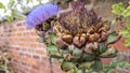 A contrasting dead and live artichoke flowers