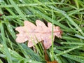 Dead brown autumn dry oak leaf on the wet floor green grass Royalty Free Stock Photo