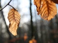 Dead Brown Autumn leaf Royalty Free Stock Photo