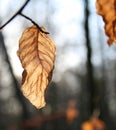 Dead Brown Autumn Leaf with shallow background