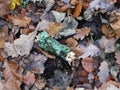 Dead brown autumn leaves wet with raindrops and a moss covered green twig on a forest floor Royalty Free Stock Photo