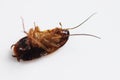 Dead brown cockroach after aplication of insect repellent for pest controlling. Royalty Free Stock Photo