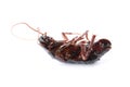 Dead brown cockroach isolated. Pest control Royalty Free Stock Photo