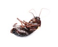 Dead brown cockroach isolated. Pest control Royalty Free Stock Photo