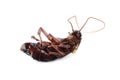 Dead brown cockroach isolated. Pest control Royalty Free Stock Photo
