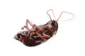 Dead brown cockroach isolated. Pest control Royalty Free Stock Photo