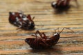 Dead brown cockroaches on background, closeup. Pest control