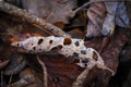 A dead brown curled leaf with holes lying on other brown dry leaves forest background Royalty Free Stock Photo