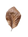 Dead brown leaf isolated on white background. Dry single leaf close-up