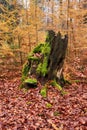 Tree stump in front of yellow pine trees Royalty Free Stock Photo
