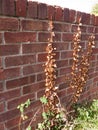 Dead brown leaves on red brick wall