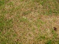 Dead brown grass patch in lawn