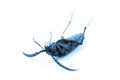 Dead Bug Blues Royalty Free Stock Photo