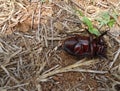 Dead bug or The Hemiptera