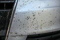 Dead bugs on car front bumper, covered with insect cleaning spray