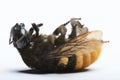 Dead bumble bee Royalty Free Stock Photo