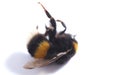 Dead bumblebee insect death nature conservation